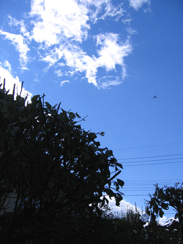 蜘蛛と雲