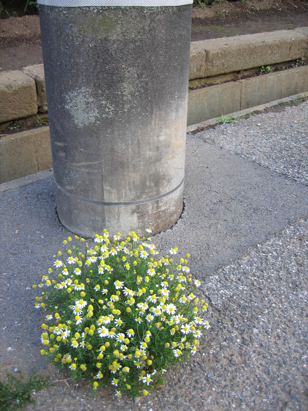花束
