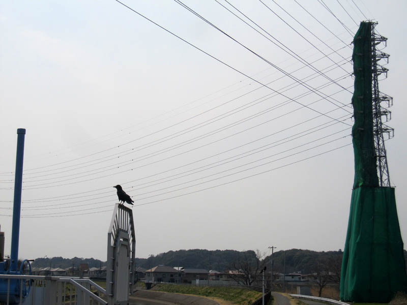五線譜